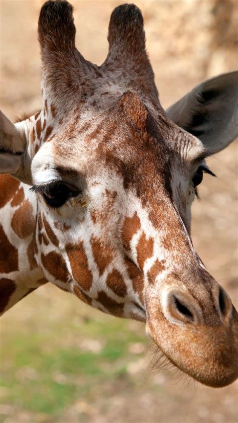 Giraffe Closeup Hd Iphone Wallpapers Giraffe Giraffe Pictures