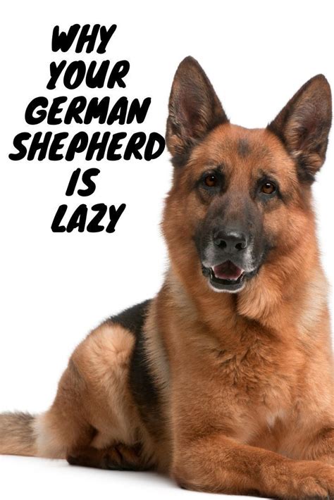 Why Is My German Shepherd So Lazy German Shepherd German Shepherd