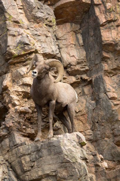 2000 Bighorn Sheep On A Cliff Stock Photos Pictures And Royalty Free
