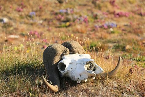 Musk Ox Skull And Horns Wrangel Island Unesco World Heritage Site