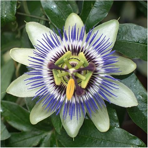 Blue Crown Passion Flower Passiflora Caerulea 100 Seeds Passion For Plantation