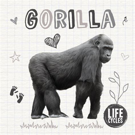 Life Cycles Gorilla Childrens Books Booklife Publishing Ltd