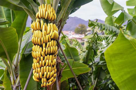 When Do Banana Trees Produce Fruit What You Need To Know Happysprout