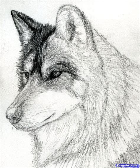 1) how to draw the wolf using a loose style so you don't have to draw every last hair 2) how to use an easy two step process to ensure maximum depth in the drawing 3). How To Draw A Wolf Head, Mexican Wolf by finalprodigy ...