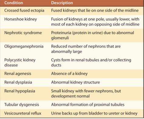 Ch 20 Urinary System Flashcards Quizlet