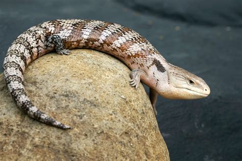 Tunefm Meet The Biggest Skink Ever Found In Australia Tunefm