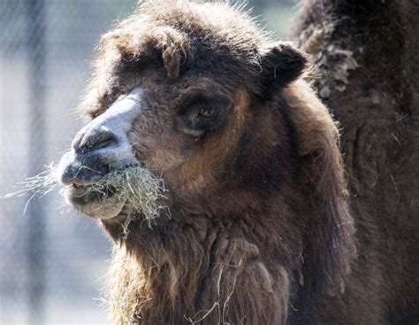 Camel Free Stock Photo Public Domain Pictures
