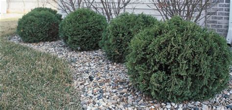 There's a reason you see this shrub in many corporate landscaping schemes: 201209 | Landscape