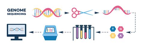 Infografiche Del Sequenziamento Del Genoma Stages Stile Piatto
