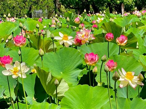 Lotus Flower Garden In Full Bloom At William Land Haggin Oaks