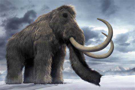 Mammoths And Mastodons Ancient Extinct Elephants