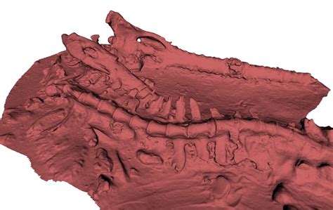 what is it like to 3d scan fossils in a hot african artec 3d scanners news