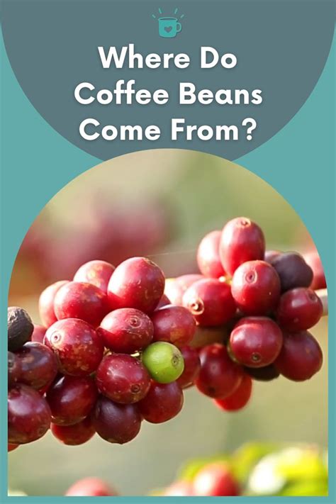 Where Did Coffee Beans Come From Keenan Rau