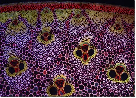 The image that appears is three dimensional. Pin on plantae