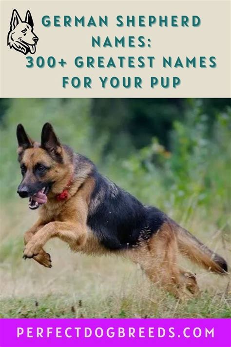 German Shepherd Names 300 Greatest Names For Your Pup Artofit