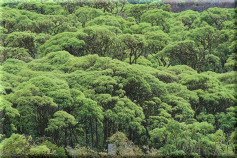 Lush Green Tree Tops In The Highlands Santa Cruz Island