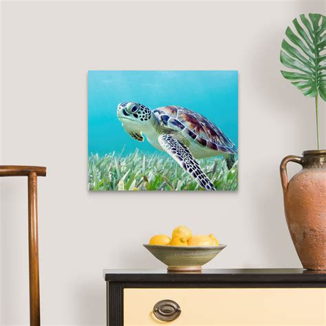 Hawaii Green Sea Turtle Chelonia Canvas Wall Art Print Sea Turtle