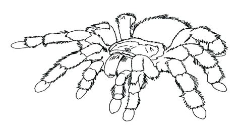 The realistic as well as cartoon spiders sitting in their webs provide additional scope for exploring one's artistic talents. Spider Web Coloring Pages To Print at GetColorings.com ...