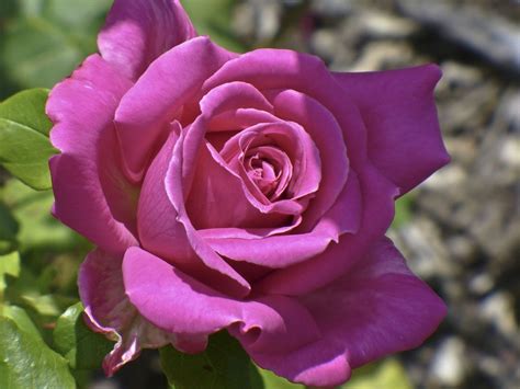 Free Image On Pixabay Rose Pink Flower Nature Light Rose