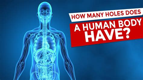 How Many Holes Does A Human Body Have Info Junkie TV YouTube