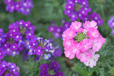 Verbena Everything You Need To Know About Planting And Care
