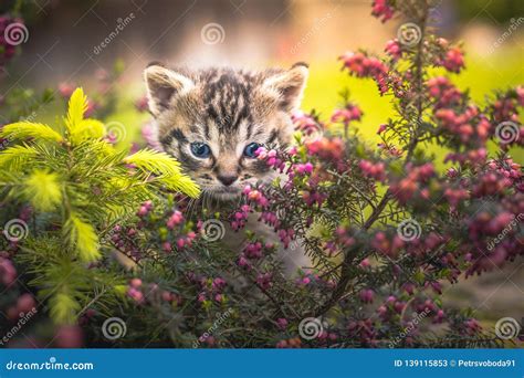 Cute Little Kitten Hiding In The Bushes Stock Image Image Of Lawn