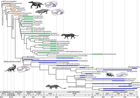 Cladogram Evolution Of Mammals Pets Lovers