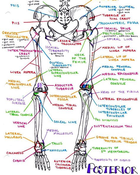 He leg's main function in the human is for locomotion and support of the rest of the body. Hip And Leg Bone Diagram : Muscle insertions and origins ...