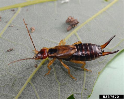 Forficula Auricularia é Perigoso