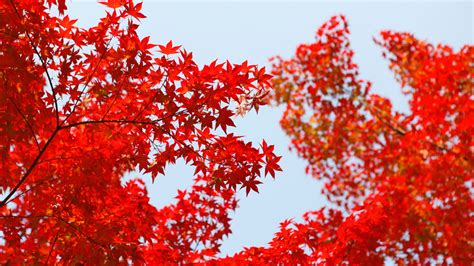 3840x2160 Autumn Red Leaf Orange 4k Hd 4k Wallpapers Images