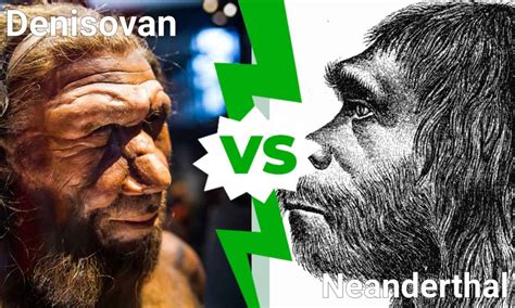 Denisovan Vs Neanderthal Whats The Difference A Z Animals