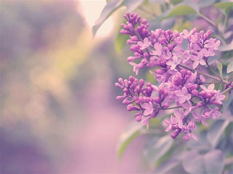 Lilac Wallpapers on WallpaperDog