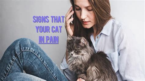 ᐉ Cat In Pain How To Tell If A Cat Is In Pain Veterinary Advice