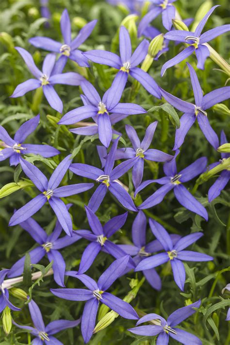 Beths Blue Star Flower Isotoma Axillaris Proven Winners