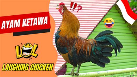 Ayam Ketawa Chicken The Indonesian Laughing Chicken Youtube