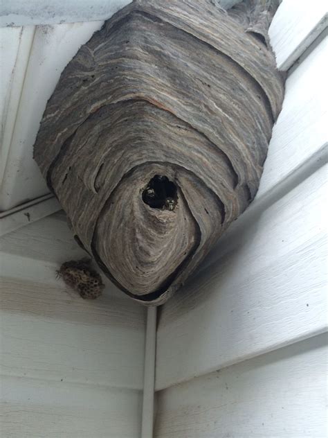 Great Prices Hornet Nest Removal Yellowjacket Control