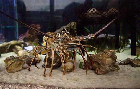 Lobster Berduri Juga Disebut Lobster Batu Palinuridae Foto Stok Unduh