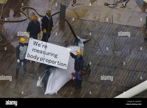 Japanese Whaling Fleet Kill Antarctic Minke Whales In The Southern