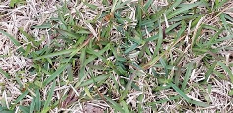 Weed Identification Louisiana Lawn Care Forum