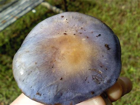 Psychedelic Mushrooms In North Georgia All Mushroom Info