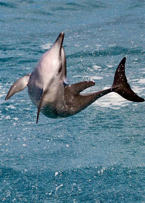 Spinner Dolphin With Remora Ocean Creatures Ocean Animals Sea Animals