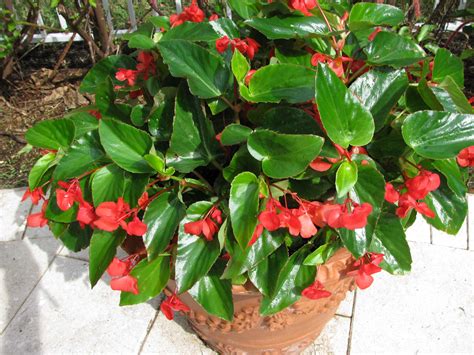 Dragon Wing Begonias Are So Easy Care Plant Them With Some Slow