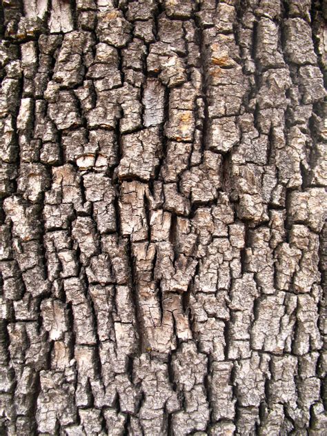 Images Tree Bark Tree Bark Ii By ~oddgoo Stock On Deviantart Tree