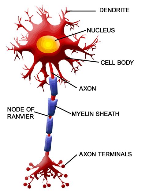 Diagram Of Neuron With Labels