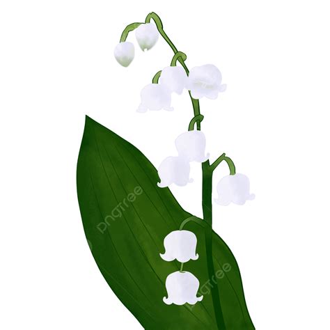 Lily Of The Valley Hd Transparent Lily Of The Valley Png Lily Of The