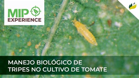 Manejo Biológico De Tripes No Cultivo De Tomate Mip Experience Youtube