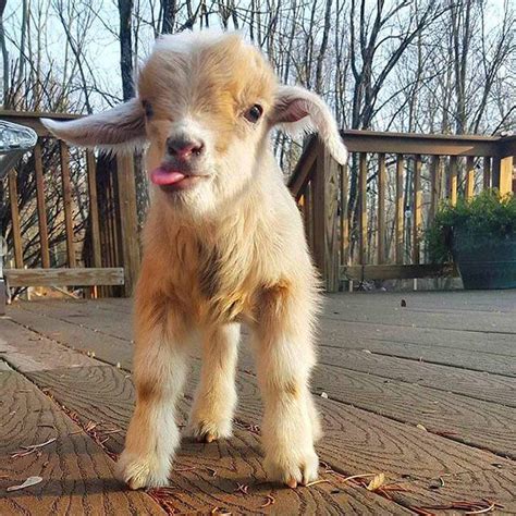 4 Days Old Baby Goat P Raww