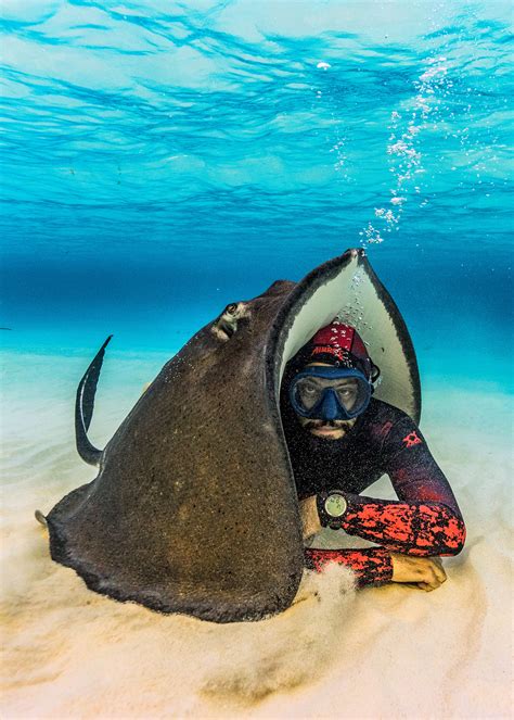 Helpful Stingray Uses Its Body As A Tent For Diver During Underwater