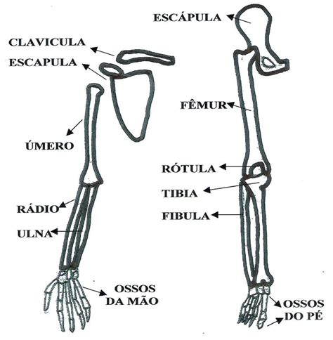 Informações Dos Ossos Do Braço E Da Perna Corpo Humano Anatomia Dos