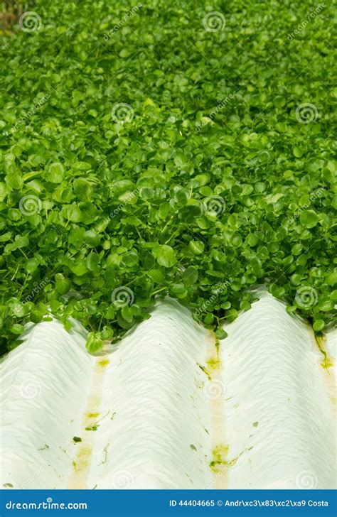 Watercress Plants In Hydroponic Culture Stock Image Image Of Cress